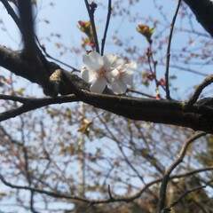 つくし/四季桜/乙女椿/忘れな草/桜もうすぐ/春/... LIMIAで満開の桜を見ますが、地元はま…(5枚目)