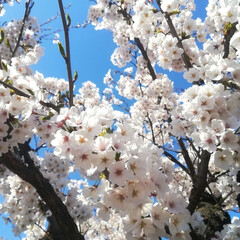 お花見/桜/春のフォト投稿キャンペーン/おでかけ/風景/おでかけワンショット/... ようやくこちらの桜🌸も満開です＼(^o^…(2枚目)
