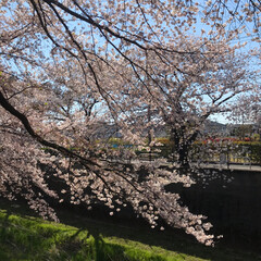 お花見散歩/桜/春のフォト投稿キャンペーン/花のある風景/おでかけ まだ間に合った❣️
暖かで風の爽やかな青…(1枚目)