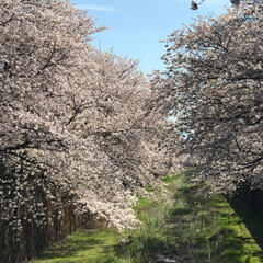 お花見散歩/桜/春のフォト投稿キャンペーン/花のある風景/おでかけ まだ間に合った❣️
暖かで風の爽やかな青…(2枚目)