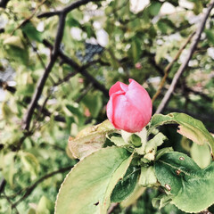 暮らし 花は元気‼️

桜🌸が散り、次は花梨の花…(2枚目)