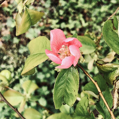 暮らし 花は元気‼️

桜🌸が散り、次は花梨の花…(1枚目)