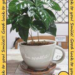 カップ穴あけ/コーヒーの木/ダイソー/カフェ風/観葉植物 DAISOで買ったコーヒーの木が大きくな…(1枚目)