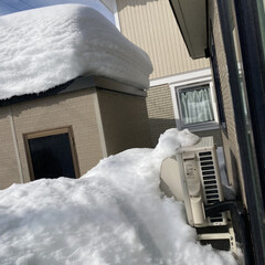 多肉のお花/多肉植物/大雪/おでん 今年は、大雪で大変なことになっている札幌…(3枚目)