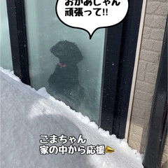 多肉のお花/多肉植物/大雪/おでん 今年は、大雪で大変なことになっている札幌…(6枚目)