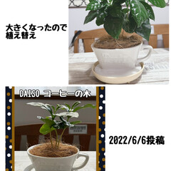 カップ穴あけ/コーヒーの木/ダイソー/カフェ風/観葉植物 DAISOで買ったコーヒーの木が大きくな…(2枚目)