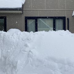 多肉のお花/多肉植物/大雪/おでん 今年は、大雪で大変なことになっている札幌…(5枚目)