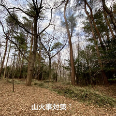 森林浴/山火事/散策/チューリップ/椿/散歩/... 森林公園の椿園。
キレイに咲いていて素晴…(4枚目)