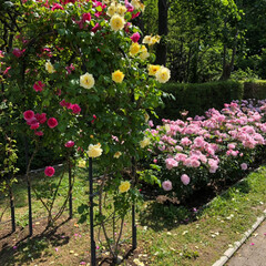 LIMIAおでかけ部/おでかけワンショット 大阪長居植物園のバラ園。色々な種類のバラ…(10枚目)