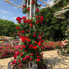 LIMIAおでかけ部/おでかけワンショット 大阪長居植物園のバラ園。色々な種類のバラ…(5枚目)