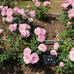 LIMIAおでかけ部/おでかけワンショット 大阪長居植物園のバラ園。色々な種類のバラ…(1枚目)