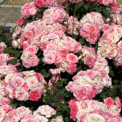 LIMIAおでかけ部/おでかけワンショット 大阪長居植物園のバラ園。色々な種類のバラ…(4枚目)