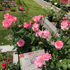 LIMIAおでかけ部/おでかけワンショット 大阪長居植物園のバラ園。色々な種類のバラ…(2枚目)