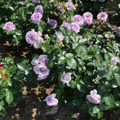 LIMIAおでかけ部/おでかけワンショット 大阪長居植物園のバラ園。色々な種類のバラ…(9枚目)