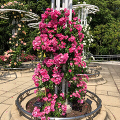 LIMIAおでかけ部/おでかけワンショット 大阪長居植物園のバラ園。色々な種類のバラ…(7枚目)