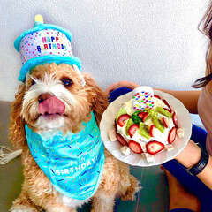 ケーキ/誕生日/HERO🐶くん/ペット/犬 HERO🐶くん、今年5月で3歳になりまし…(1枚目)