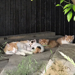 LIMIAペット同好会/保護猫　　地域猫 左から
母猫　らんちゃん　2番目は既に行…(1枚目)