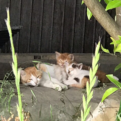 LIMIAペット同好会/保護猫　　地域猫 左から
母猫　らんちゃん　2番目は既に行…(4枚目)