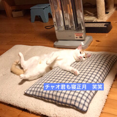 猫好き/猫屋敷 (1枚目)