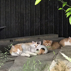LIMIAペット同好会/保護猫　　地域猫 左から
母猫　らんちゃん　2番目は既に行…(2枚目)