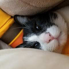 猫/おやすみショット うちの『スーちゃん』は眠ると白目になるの…(2枚目)
