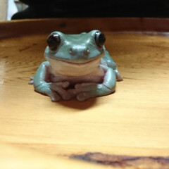 愛蛙  でめたん  可愛い/可愛い/愛蛙/でめたん 愛蛙でめたん。  私にとって癒しの存在。(1枚目)