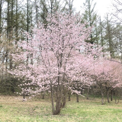 「北海道は桜が咲いてます。」(6枚目)