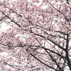 「北海道は桜が咲いてます。」(5枚目)
