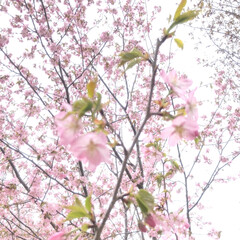 「北海道は桜が咲いてます。」(4枚目)