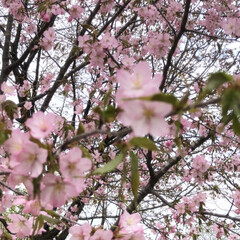 「北海道は桜が咲いてます。」(3枚目)