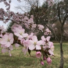 「北海道は桜が咲いてます。」(1枚目)