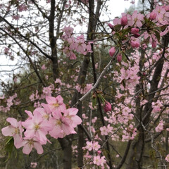 「北海道は桜が咲いてます。」(2枚目)