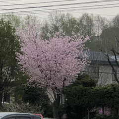 「北海道は桜が咲いてます。」(7枚目)