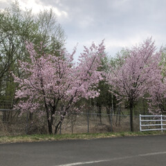 「北海道は桜が咲いてます。」(8枚目)