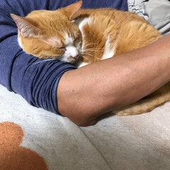 「ピノちゃん、俺の腕枕で熟睡中！(*^◯^…」(1枚目)