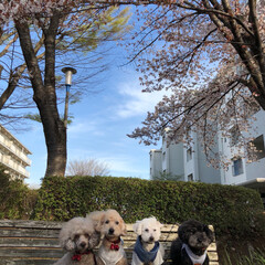 CherryBlossom/桜/春のフォト投稿キャンペーン/ありがとう平成/令和カウントダウン/フォロー大歓迎/... 桜の思い出🌸(1枚目)