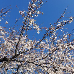 青空/お花見/散歩/ガーデン/春のフォト投稿キャンペーン/春 お隣のサクラでお花見です。木の下から見上…(1枚目)