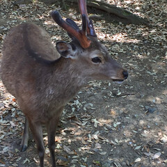 おでかけ 奈良公園に行ってきました！
鹿の角ってう…(1枚目)