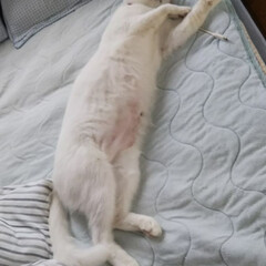 白猫/LIMIAペット同好会/にゃんこ同好会 お母さんのベッド、今日は僕が独り占め😽ぐ…(1枚目)
