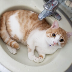 ペット/猫/にゃんこ同好会 朝、洗顔しようと洗面所に行くと毎日この体…(1枚目)