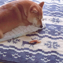 ニコちゃん/柴犬/犬🐶/おやすみショット 大好きなアキレススティックを守りながらの…(1枚目)
