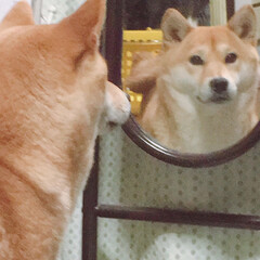 ニコちゃん/柴犬/犬🐶/うちの子ベストショット 鏡に映った 自分🐕(1枚目)