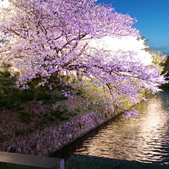 LIMIAおでかけ部/おでかけ/春の一枚 舞鶴公園の夜桜で花見。

車なんで
飲め…(1枚目)