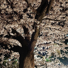 LIMIAおでかけ部/おでかけ/春の一枚 舞鶴公園の夜桜で花見。

車なんで
飲め…(3枚目)