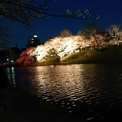 LIMIAおでかけ部/おでかけ/春の一枚 舞鶴公園の夜桜で花見。

車なんで
飲め…(2枚目)