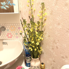 トイレ/菜の花/ブロッコリー/暮らし トイレに菜の花‼️…ではなく、

庭で咲…(1枚目)