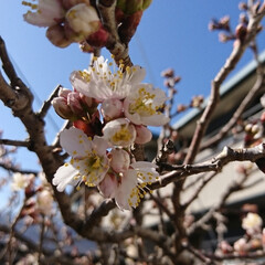 「今年も桜咲きました。5月にはさくらんぼが…」(1枚目)