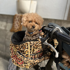 ペット/ヒョウ柄/自転車 シニア犬のため自転車改造

パリエロペッ…(1枚目)