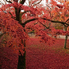圓徳院/南禅寺/東福寺/一泊/新幹線/紅葉/... 週末に京都へ紅葉を見に行って来ました。
…(2枚目)