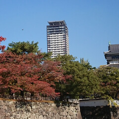 秋/風景/旅 北九州の小倉城です。小倉の街の中にあるの…(6枚目)